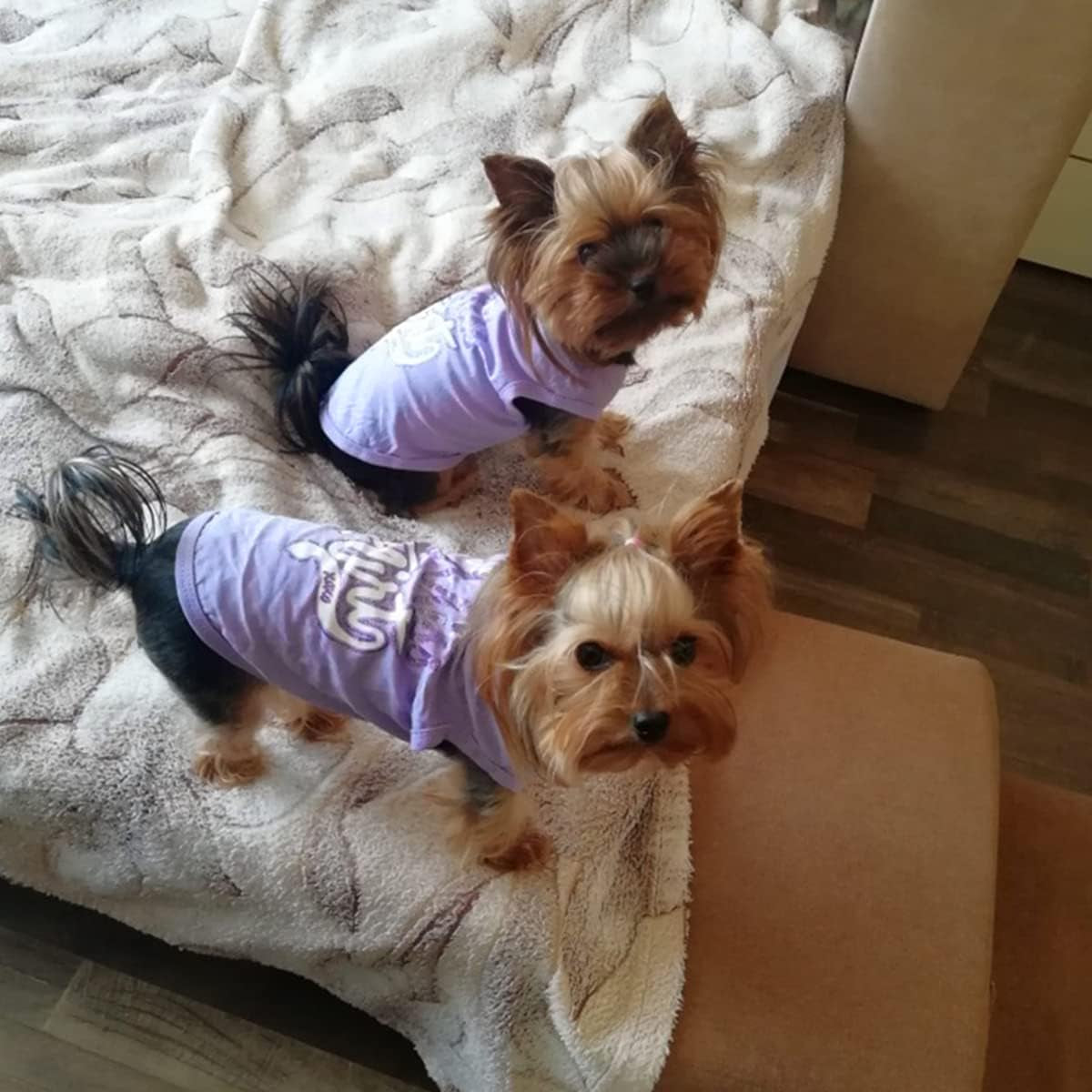 4 Pack Dog Clothes for Small Dogs Girl -  Xs Female Dog Clothes - Pet Puppy Shirts - Chiuahaha Outfit - Summer Fall Dog Costume - Doggie Cat Clothing for French Bulldog Yorkie Breed (XS)